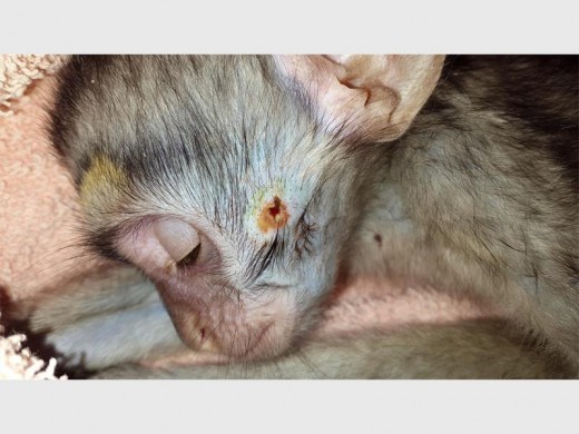 This six-week-old money had to be euthenased after it was shot. A pellet wound is visible on its cheek. The pellet lodged in its brain and fractured its tiny skull.