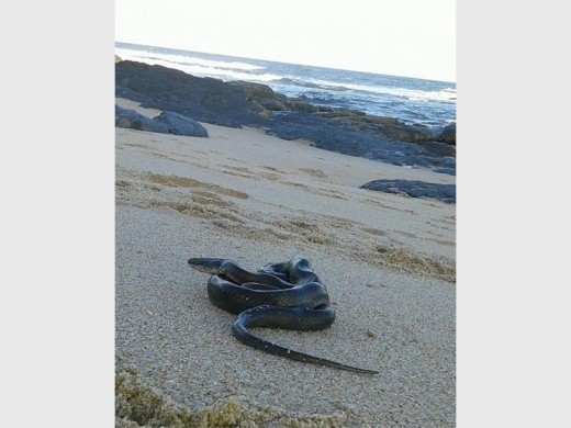 The olive house snake found on Shelly Beach.
