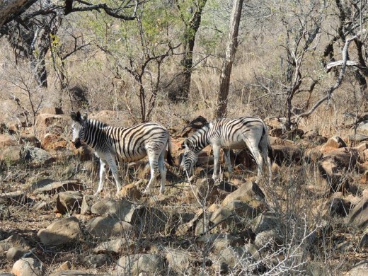 Zebras blend in with their surrounds in a wintry Weenen Game Reserve.