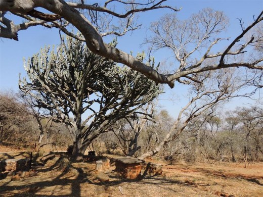 Werenen Game Reserve's Umtunzini Picnic Site.