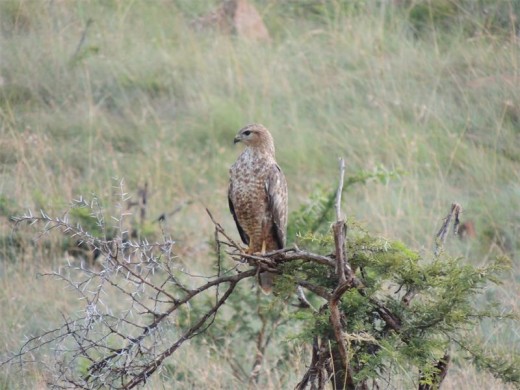Steppe buzzard at Spioenkop Nature Reserve.