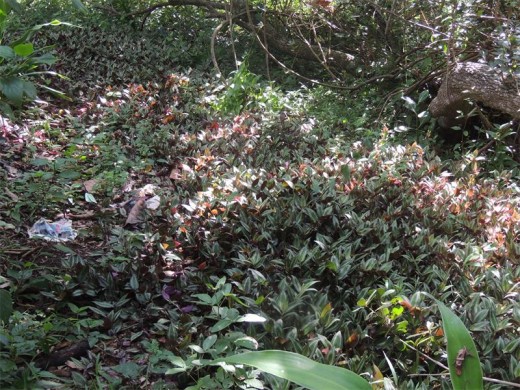 Potentially invasive Tradescantia zebrina is smothering natural vegetation in Voigt's Park, Shelly Beach.