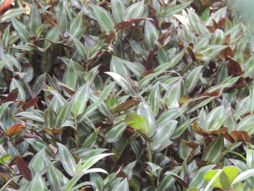 Tradescantia zebrina, found in many local gardens is on the Wildlife and Environmental Society of South Africa's emerging weeds list. Exchange it for indigenous ground covers and help stop the spread of harmful plants.