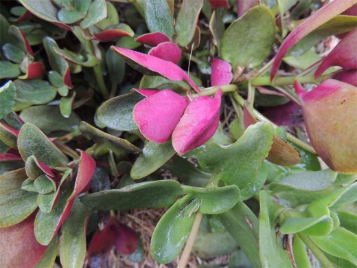 Pondoland crassula (Crassula streyi), pictured to the left of the photograph, is very similar to the more commonly used fairy crassula (Crassula multicava), in the right hand corner of the photograph. The underside of its leaves is a pretty purple making it a colourful garden subject. Like the fairy crassula, it has dainty pink flowers.