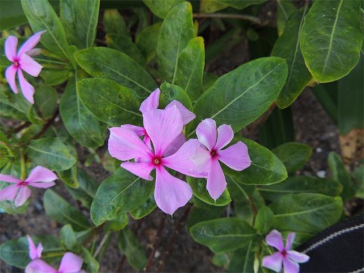 The vinca or Madagascar periwinkle (Catharanthus roseus, previously vinca rosa) is also known as the 'begrafplaas blommetjie'.