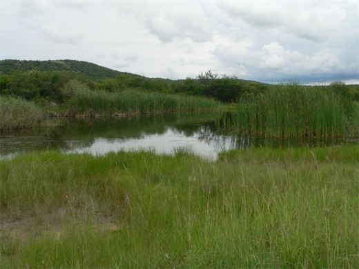 Swampy grasslands at Weenen Game Reserve.