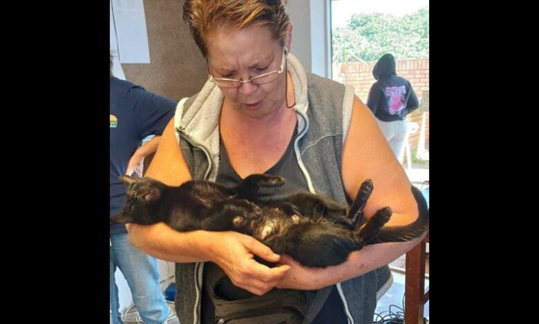 Whopping 888 feral cats sterilised on the South Coast | South
