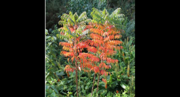 The Green Net’s beautiful and informative Biodiversity Calendar seeks to educate people about both Indigenous Gems and Alien Invasive Plants.
