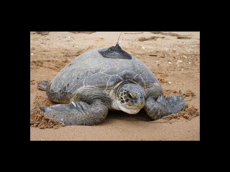 Green sea turtle is a 'Sheppie local' | South Coast Herald