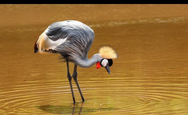 Birdwatchers’ paradise awaits in nature reserves on mid-South Coast