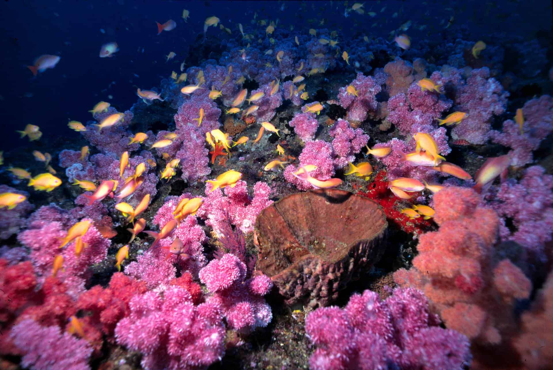 International platform for Marine Protected Areas Day
