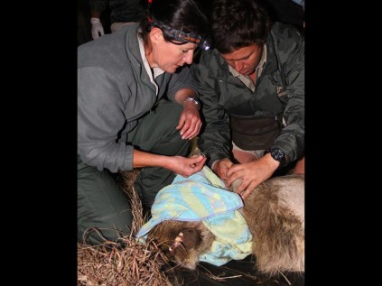PHOTO: Larry BentleyCatherine Hanekom and Jedd Bird fit a tracking collar onto lion in the Tembe Elephant Park as part of Ezemvelo KZN Wildlife's preparations for their game auction
