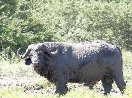The mud doesn’t matter…it’s another one of the Big 5 to chalk off