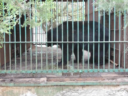 The bear enclosure is being enlarged at the Kherson animal park