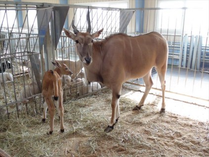 The Lawrence Anthony Earth Organisation has been spearheading efforts to help save animals from starvation in Ukraine