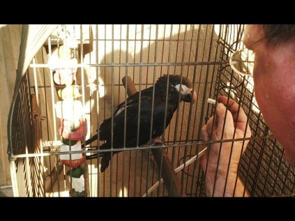 Hot bird!Looking more like a crow than an African Grey, soot-covered ‘Lulu’ makes a pitiful picture as she is given oxygen after being trapped inside a burning flat in Arboretum on Thursday. Read the story of the three birds whose goose was nearly cooked on page 2PHOTO: Liz Savides