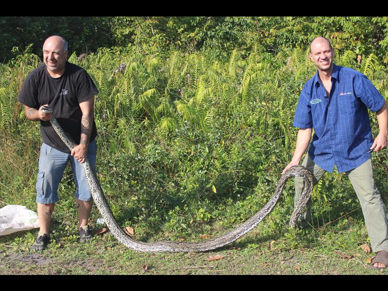 A 4.5-metre rock python slithers into Mtunzini | Zululand Observer