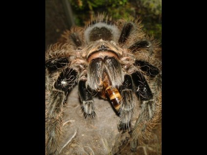 The Curly Hair tarantula with meal worm between its fangs