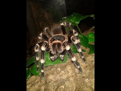 At 14cm this Brazilian Giant White Knee Bird Eater is already way too much spider than what most people are comfortable with but is still growing and will eventually be a massive 28cm