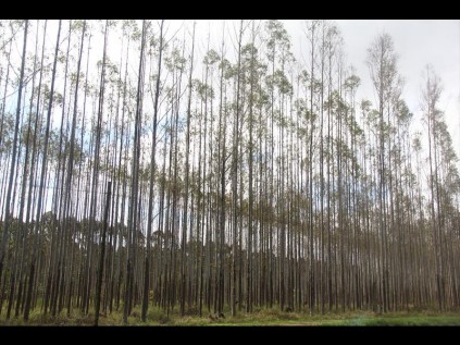 Dying Eucalyptus trees along the N2 between KwaMbonambi and Teza