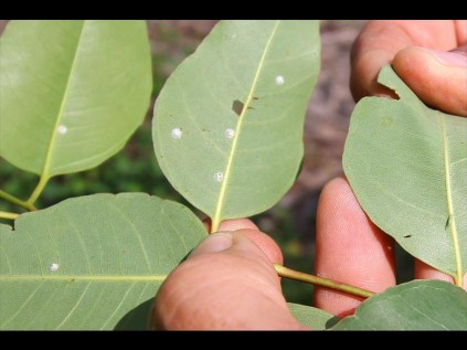 Leaves showing a number of Bronze Bug infections