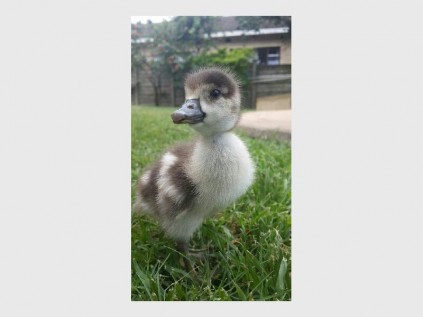 You must have been a beautiful baby… two adopted goslings are now juvenile geese and one has flown the coop