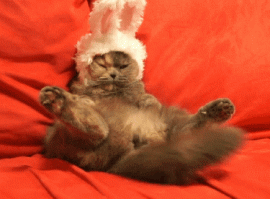 giphy (2)