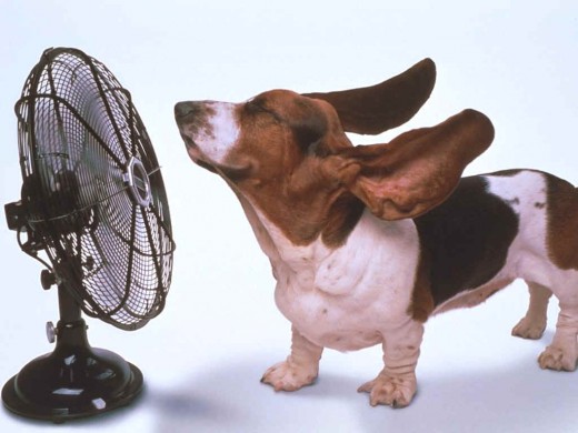 dogFan