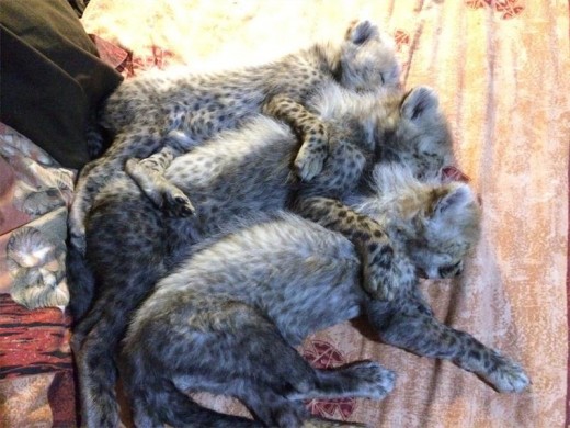 Three cubs were born to Autumn, Emdoneni's resident female, after she was sent to A Cheetah Experience in Bloemfontein for a breeding loan