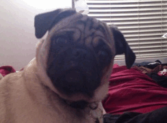 Confused Doge