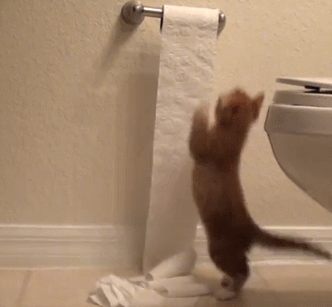 Cute Kitty