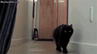 cat funny