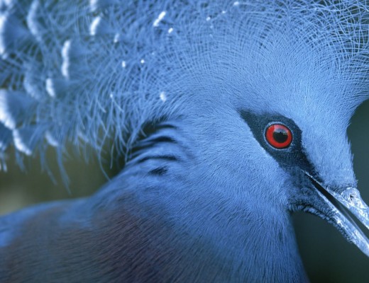 Blue bird