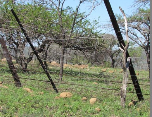 Seven lions escaped Hluhluwe-iMfolozi Game Reserve on Sunday in the same area of the park where the fence suffers frequent damage, as photographed in JanuaryPHOTO: TAMLYN JOLLY