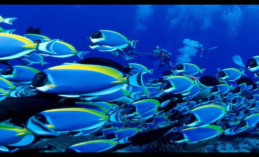 bluefish
