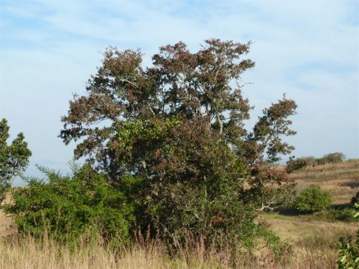 An example of the Forest bushwillow growing in the wild.