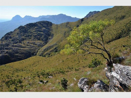 The Parsley tree appears very 'scraggly'