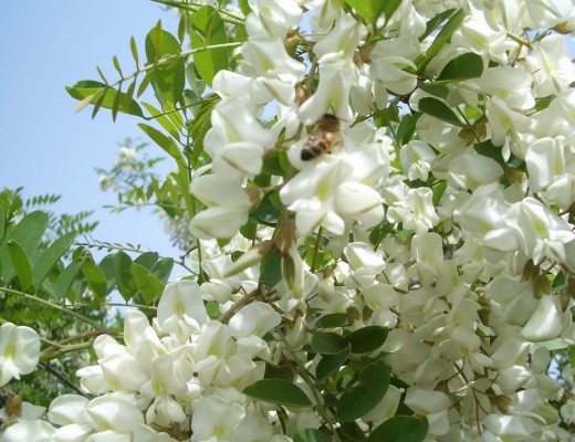 Quercetin_Natural_Plant_Extract