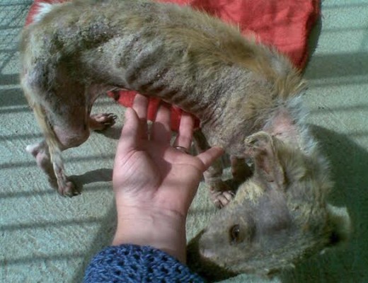 Before: Manky was brought into the SPCA in a bad way