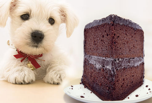 dog-eating-chocolate_vp