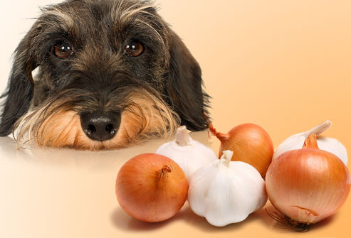 jiu_rf_photo_of_sad_dog_and_onions