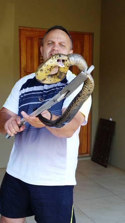 Mtunzini snake catcher Jaco Dercksen handles a Forest Cobra, one of the most venomous snakes in the country
