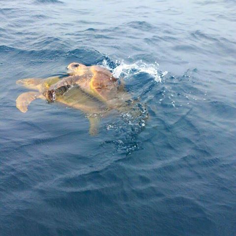 Fish are not the only thing to be seen in the water of St Lucia