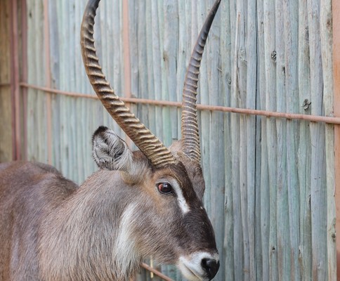 Upping the buck - Waterbuck fetched good prices at Wednesday's auction  Kyle Cowan