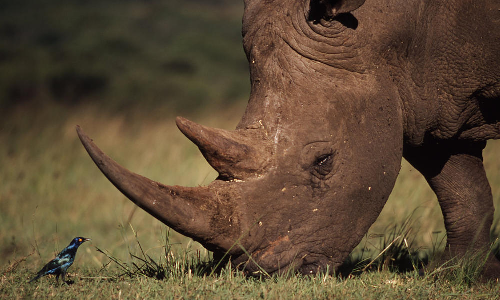 Southern white rhinoceros (Ceratotherium simum simum)