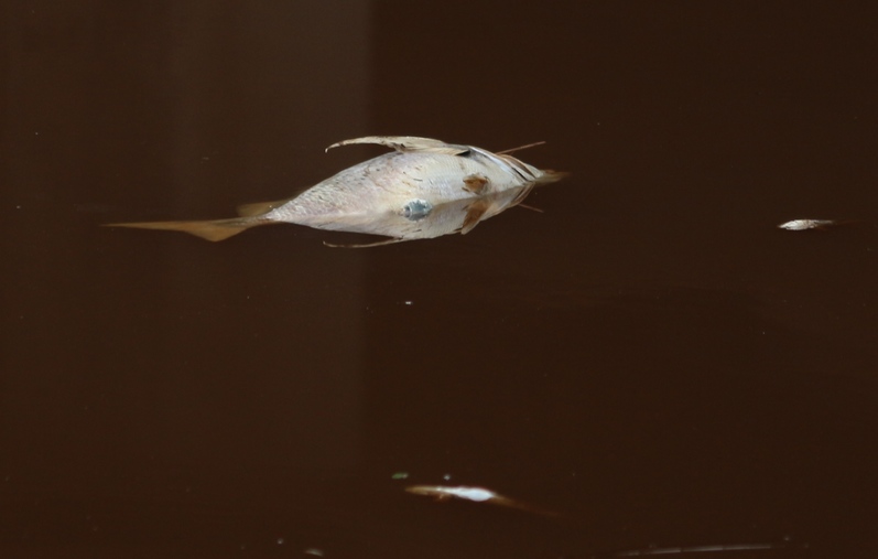 d0108deadfish(13)_41499_tn