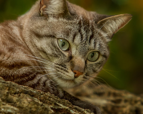 Taking the top spot under the family pets theme was Nobby Clarke for his image 'Basil'