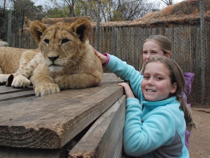 Petting lion cubs has consequences Zululand Observer