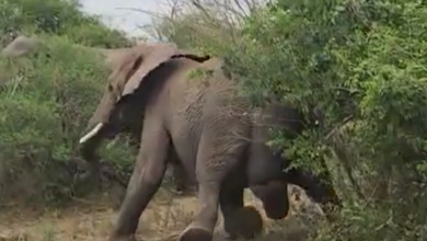 Screenshot 2022-10-17 101348