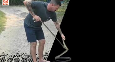Tricky forest cobra catch for Richards Bay snake handler feature image (1)